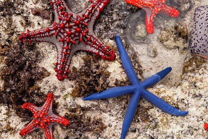 Starfish Adventure; Blue Lagoon; The Rock; Kuza Cave, Salaam Cave - Midday: Scenic Dining at The Rock Restaurant
