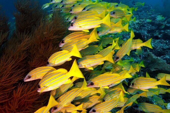 Starfish Adventure; The Rock Restaurant; Kuza Cave, Salaam Cave - Authentic Experiences and Hidden Details