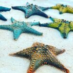 Starfish Beach; The Rock; Kuza Cave; Paje Beach; Salaam Cave Tour - Practical Insights: What Makes This Tour Stand Out?