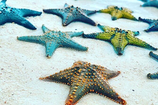 Starfish Beach; The Rock; Kuza Cave; Paje Beach; Salaam Cave Tour - Practical Insights: What Makes This Tour Stand Out?