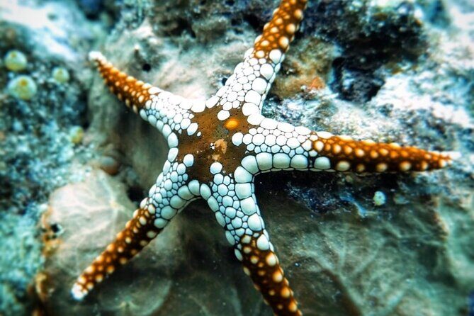Starfish Beach; The Rock; Paje Beach; Jozani Forest; Salaam Cave - The Practicalities: Transportation, Timing, and Cost
