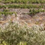 Stari Grad: Private Tuk-Tuk tour with Wine tasting - Who will love this tour?