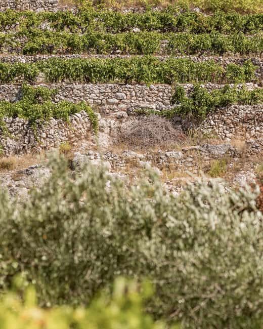 Stari Grad: Private Tuk-Tuk tour with Wine tasting - Who will love this tour?