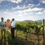 Stellenbosch Wine Tour half day from Cape Town - Key Points