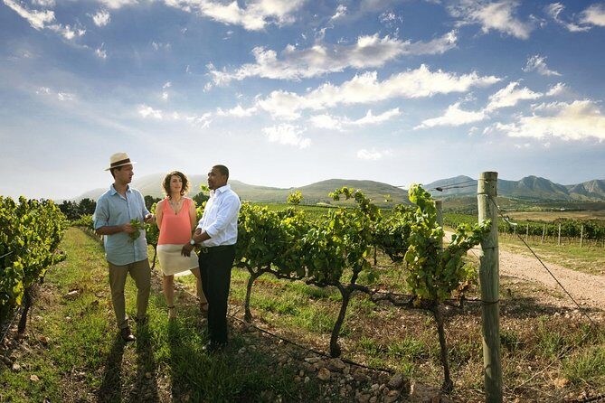 Stellenbosch Wine Tour half day from Cape Town - Key Points