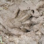 Stockholm: Wildlife Tour With Dinner and Short Hike - The Value of the Experience