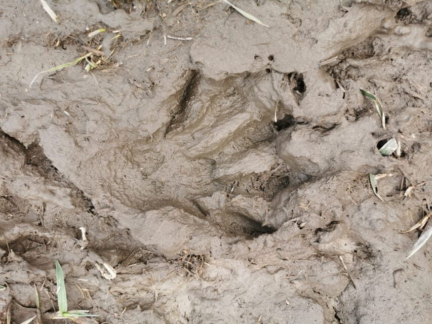 Stockholm: Wildlife Tour With Dinner and Short Hike - The Value of the Experience