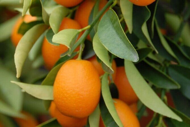 Stories of Food and Culture in the Old Town of Corfu - Who Would Love This Tour?