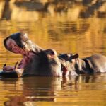 Sun City & Pilanesberg Game Reserve (Closed Vehicle) - What’s Included and What to Budget For