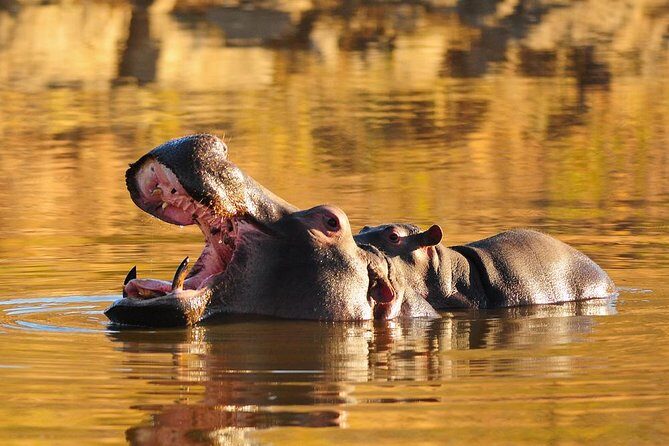 Sun City & Pilanesberg Game Reserve (Closed Vehicle) - What’s Included and What to Budget For