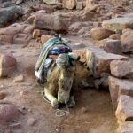 Sunrise at Mt.Sinai and St.Catherine monastery. Entrance included - Practical Details: What You Need to Know