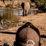 Sunrise Game Drive in Big5 Reserve - The Experience: What to Expect from Start to Finish