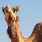 Sunrise/Morning Dune Drive with Camel Trek & Sand Surfing - Final Thoughts: Who Is This Tour Best For?