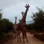 Sunrise Safari - Transportation and Practical Details