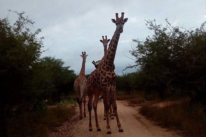 Sunrise Safari - Transportation and Practical Details