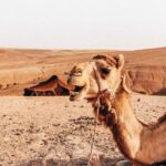 Sunset Camel Ride experience at the Agafay rocky Desert. - Who Should Consider This Tour?