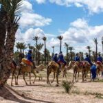 Sunset Camel Ride In Marrakech Palm Grove - What Makes This Tour Special?