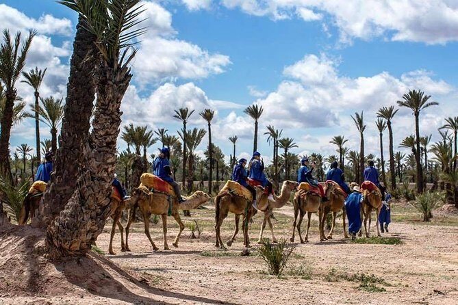 Sunset Camel Ride In Marrakech Palm Grove - What Makes This Tour Special?