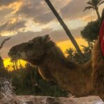Sunset Camel Ride in the Palm Grove of Marrakech - Authenticity and Review Highlights