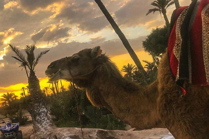 Sunset Camel Ride in the Palm Grove of Marrakech - Authenticity and Review Highlights