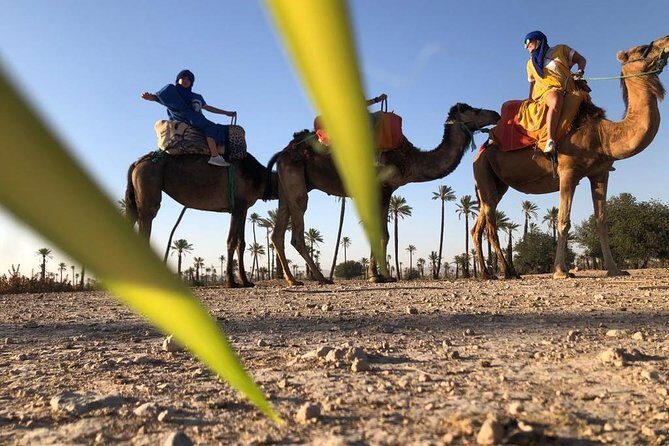 Sunset Camel Ride in the Palm Groves of Marrakech - Who Should Avoid This Tour?