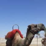 Sunset Camel Ride Marrakech with Transfers - What to Expect: A Step-by-Step Breakdown