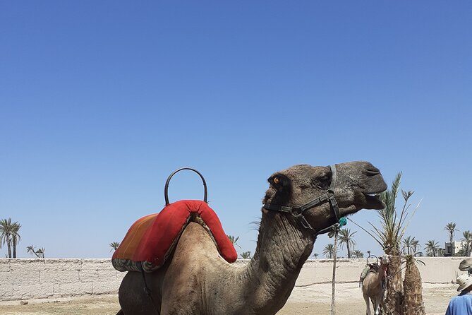 Sunset Camel Ride Marrakech with Transfers - What to Expect: A Step-by-Step Breakdown