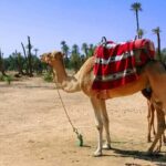 Sunset Camel Ride with tea break in the Palm Grove of Marrakech - Transportation and Practicalities