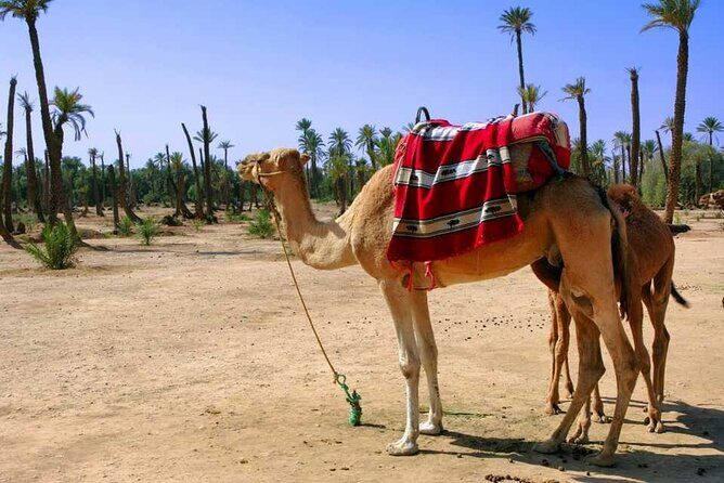 Sunset Camel Ride with tea break in the Palm Grove of Marrakech - Transportation and Practicalities