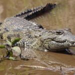 Sunset Cruise & Game Drive Combo Experience - MINIMUM 2 PEOPLE - What to Expect from the Tour