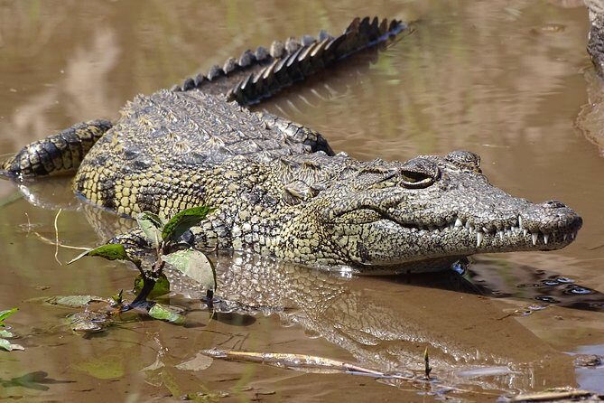 Sunset Cruise & Game Drive Combo Experience - MINIMUM 2 PEOPLE - What to Expect from the Tour