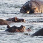 Sunset Cruise & Guided Falls Tour Combo - Practical Details