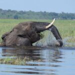 Sunset Cruise on Chobe River with Hotel Pickup from Kasane - Final Thoughts