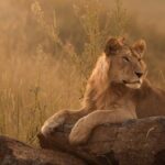 Sunset Game Drive in Big5 Reserve - The Experience: Wildlife Watching and Scenic Views