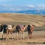 Sunset in Agafay: Dinner, Camel, Quad-Book Adventure with Viator - Transport, Group Size, and Practicalities