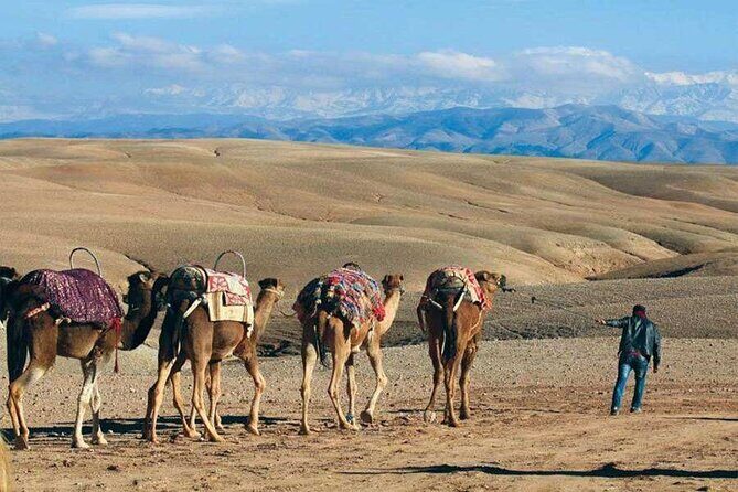 Sunset in Agafay: Dinner, Camel, Quad-Book Adventure with Viator - Transport, Group Size, and Practicalities