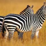 Sunset Safari Big 5 Aquila with Snacks and Wine Tasting - The Itinerary in Detail