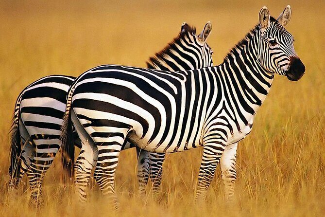 Sunset Safari Big 5 Aquila with Snacks and Wine Tasting - The Itinerary in Detail