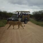Sunset Safari of Kruger National Park - The Sum Up
