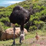 Supersaver: Cape of Good Hope and Cape Point Day Tour from Cape Town - Transport, Timing, and Group Size