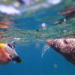 Swim and Snorkel with Seals. Boat Trip Penzance Cornwall - What to Expect from the Tour