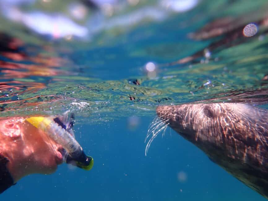 Swim and Snorkel with Seals. Boat Trip Penzance Cornwall - What to Expect from the Tour