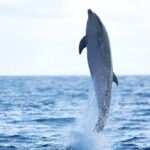 Swim with Dolphin Boat Trip with Snorkeling and Transfer Hurghada - Practical Tips and Considerations