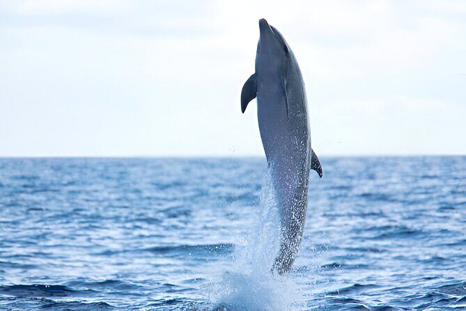 Swim with Dolphin Boat Trip with Snorkeling and Transfer Hurghada - Practical Tips and Considerations