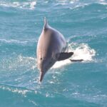 Swim With Dolphin By Semi PRIVATE Speedboat & Transfer - Hurghada - Who Should Consider This Tour?