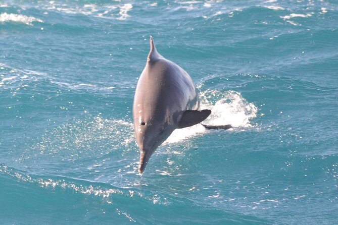 Swim With Dolphin By Semi PRIVATE Speedboat & Transfer - Hurghada - Who Should Consider This Tour?