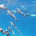 Swim With Dolphins at Dolphin House With Lunch - Hurghada - The Itinerary Breakdown