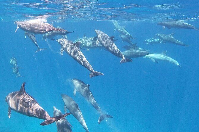 Swim With Dolphins at Dolphin House With Lunch - Hurghada - The Itinerary Breakdown