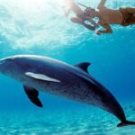 Swim with Dolphins Sea Trip, Water Sport With Lunch and Transfer - Hurghada - What’s Included and What’s Not