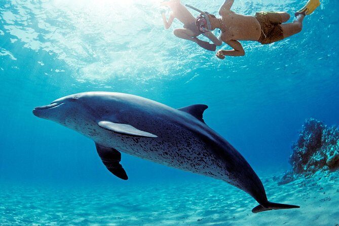 Swim with Dolphins Sea Trip, Water Sport With Lunch and Transfer - Hurghada - What’s Included and What’s Not